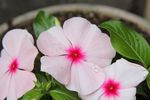20110503 GW鉢植え 028.JPG