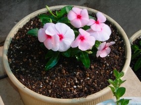 鉢花.jpg